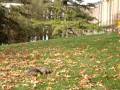 videos de 松鼠