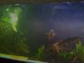 635 gallon bass ciclidcommunity feeding