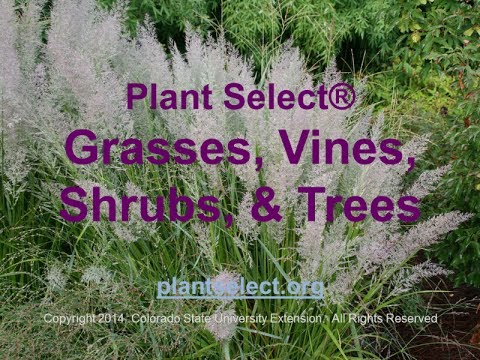 how to replant grass trees