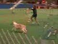 a few runs from the san antonio akc trial in july 08.