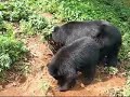 Osa y Osesno Zoológico Matecaña de Pereira