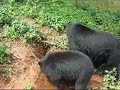 Osa y Osesno Zoológico Matecaña de Pereira