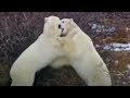 Male polar bear fight practice - Vets in the Polar Bear Wild - BBC animals