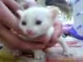 nice baby cat
