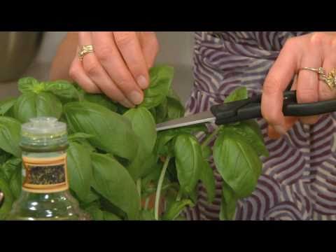 how to harvest fresh basil