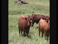 Red Angus Bred Heifers for Sale Red Angus Bred Heifers for Sale