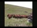 Red Angus Bred Heifers for Sale