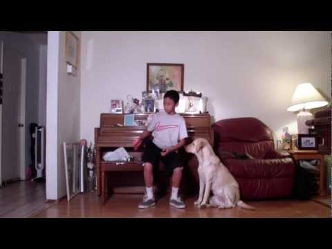 Yellow Labrador Retriever : Review Dog Accessories