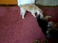 Skippy and Winston