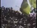 Citronsommerfuglen 3