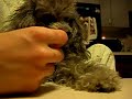 Kipsy, let mommy see what you got in your mouth
