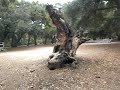 Hiking Path and Oak Trees Behind Chumash Indian Museum Thousand Oaks