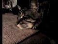 Mr. Cat complains a li\ Mr. Cat complains a li\