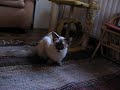 My cute balinese cat My cute balinese cat