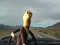 Taxi Tour of the Loneliest Road in America Taxi Tour of the Loneliest Road in America