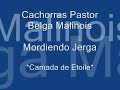 Cachorros Pastor Belga Mordiendo