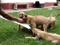 Cachorros Pastor Belga Mordiendo
