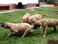 Cachorros Pastor Belga Mordiendo