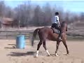 Irish Sport Horse -gelding