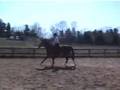 Irish Sport Horse -gelding