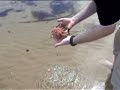 Seestern gefunden am Strand