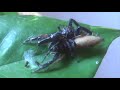 Large Jumping Spider Mating - Bavia Species Large Jumping Spider Mating - Bavia Species