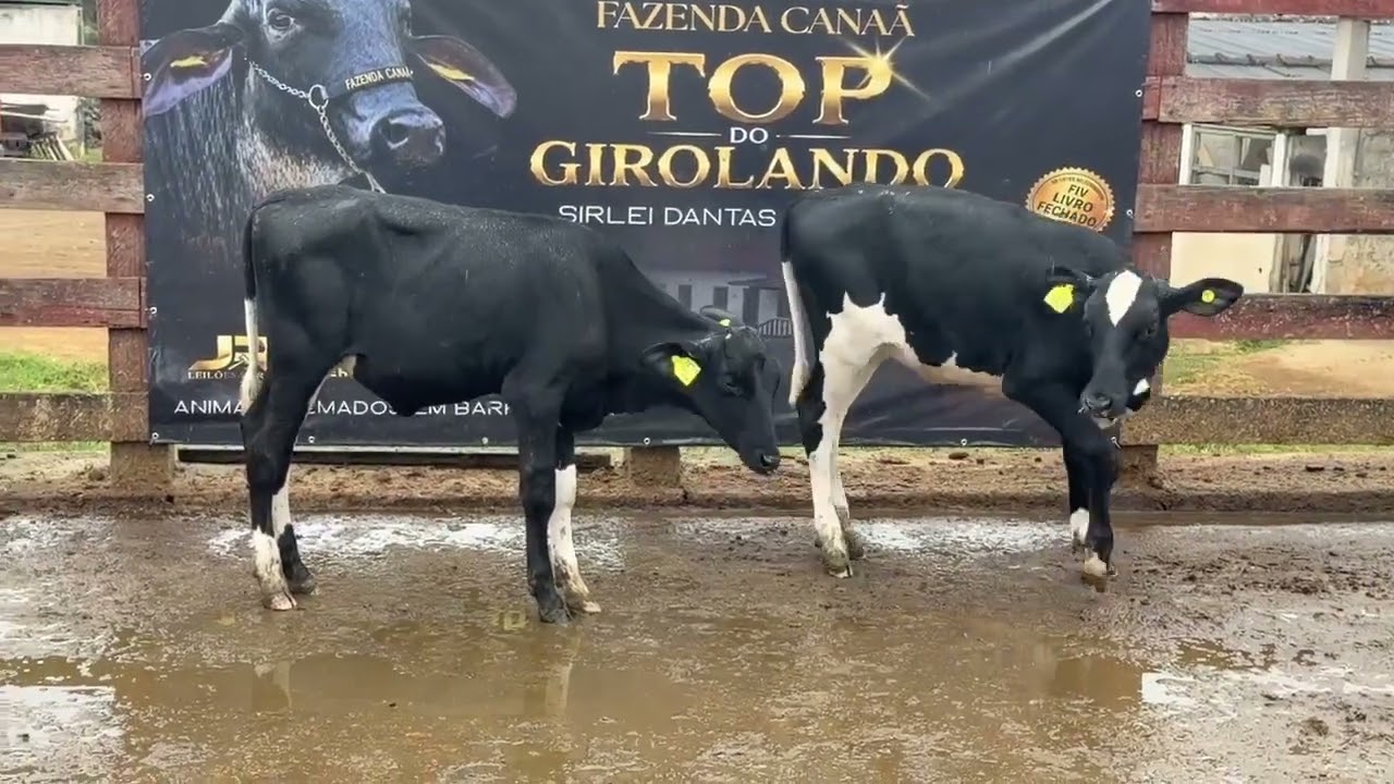 LOTE 94