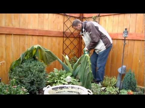gigantea - So the Frost Came (a little early in my opinion) I am digging up my Giant and bringing it inside... this type of Colocasia Does not go completely dorment... ...