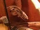 Odin - Hang and Cradle feeding- columbian Red Tail Boa