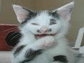 Lachkatze  cat laughing