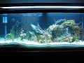seagrass