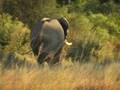 Botswana Elephant/Leopard Safari
