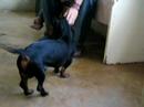 Rocky the Smart Dog by Bordi Bascug