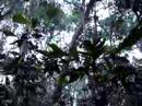 Sounds of the jungle Sounds of the jungle