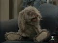 infelices para siempre   mr floppy: champú