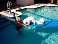Bichons in the Pool Bichons in the Pool
