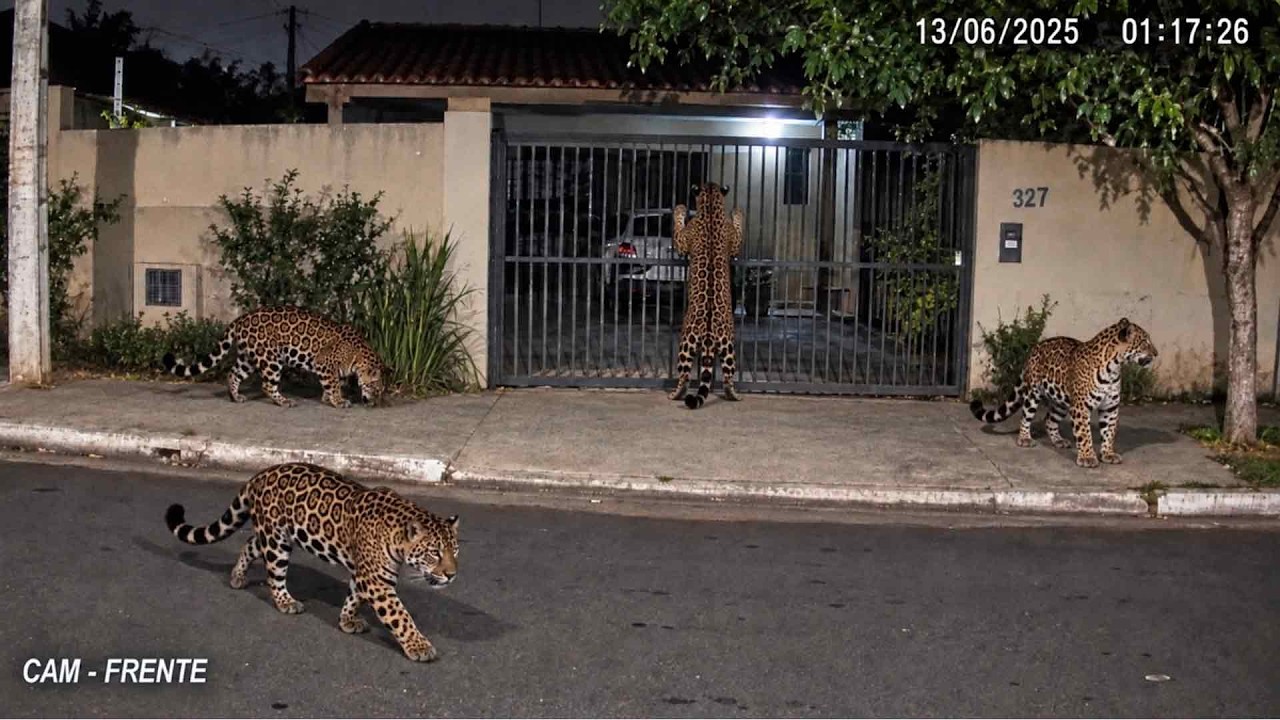 Porque onças estão invadindo cidades e assustando moradores?