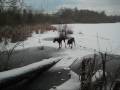 Dobermans On Ice Dobermans On Ice