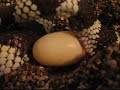 ???? ?? ???? ????? ????????? (Lampropeltis getulus californi