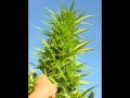 Legalize Marijuana Now The Dori Monson Show with John McKay Part One