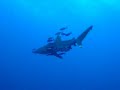 Requin Oc�anique