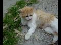 Cure igeniche la gatta lecca culetti a raffica!!!!