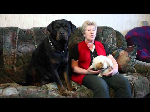 YouTube Трейлер