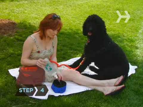 how to provide shade for dogs