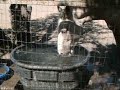 Splish Splashing Horse