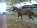 Blue Eyed Investment, Lounge Line Champion, Western Pleasure horse