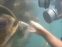 Feeding Turtles, Sharks, and Rays in Curacao Feeding Turtles, Sharks, and Rays in Curacao