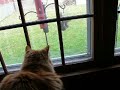 cats-watching-a-squirrel-eating-suet.html