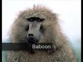 Episode 1: What Is A Primate?