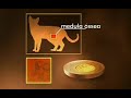 Pesquisa com células-tronco em gatos